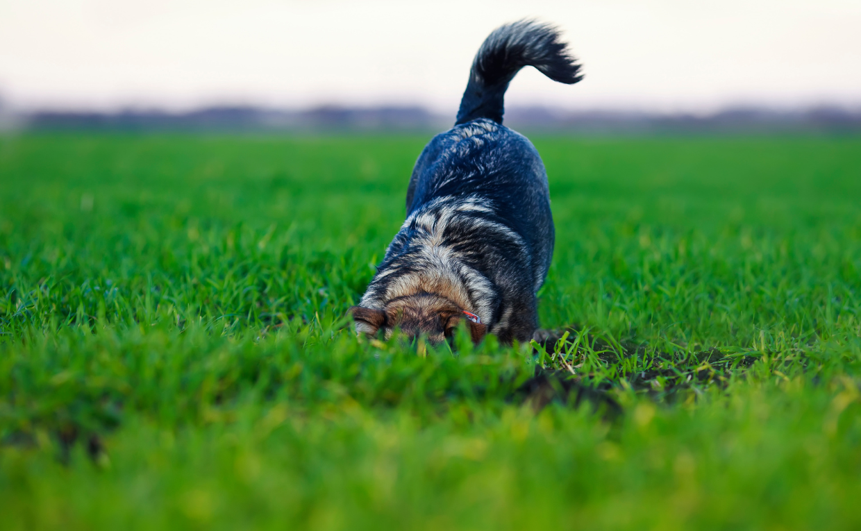 Dog wag
