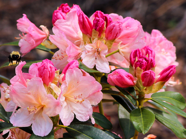 Azalea