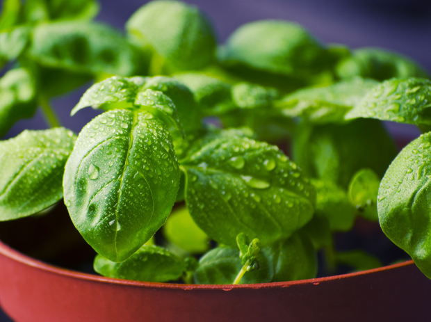 Basil