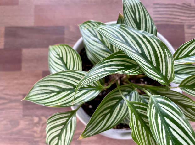 Calathea (Prayer Plant)