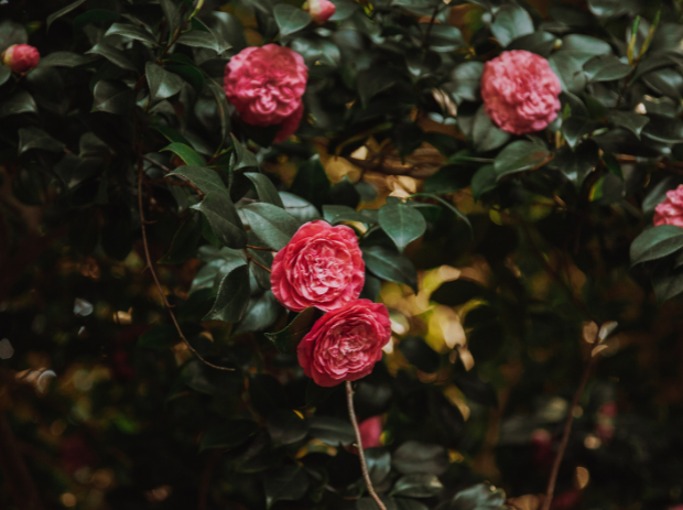 Camellias