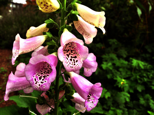 Foxglove