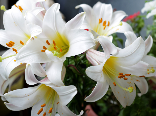 Lily