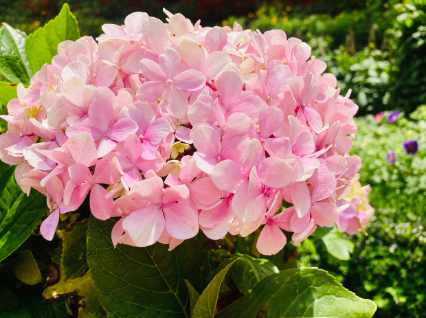 Oleander