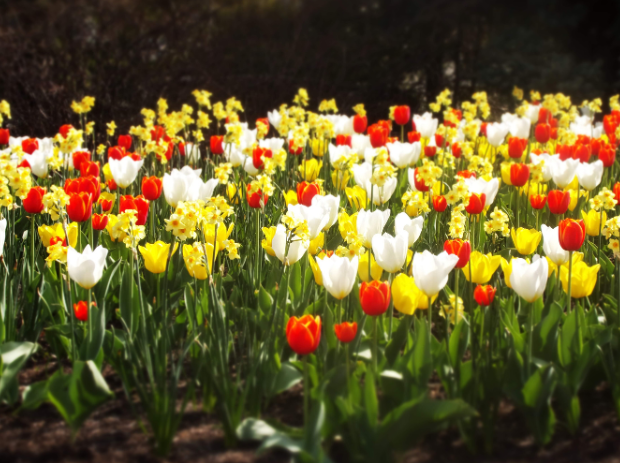 dafodil and tulip