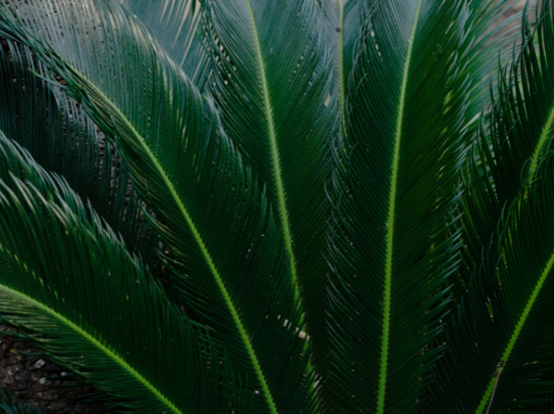 sago palm