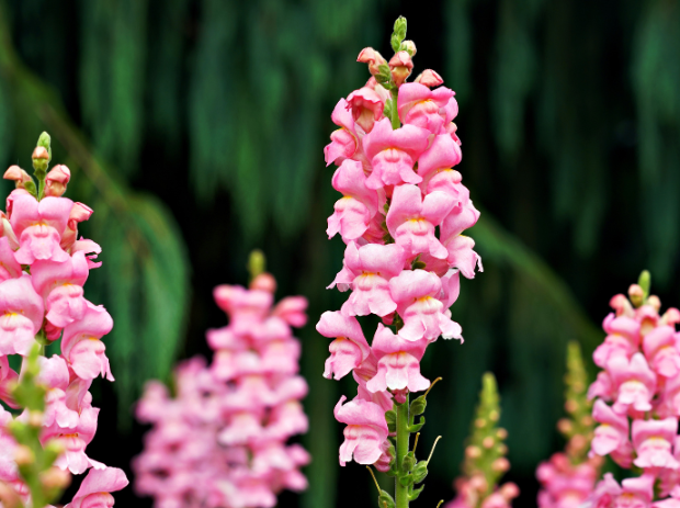 snapdragons