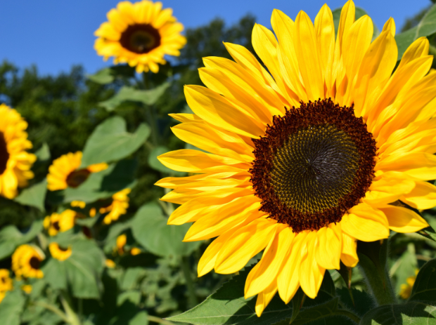 sunflower
